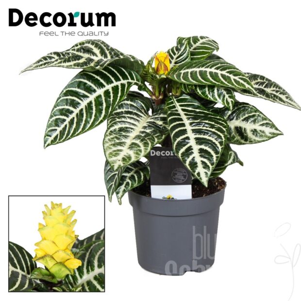 Aphelandra squarrosa -Dania-