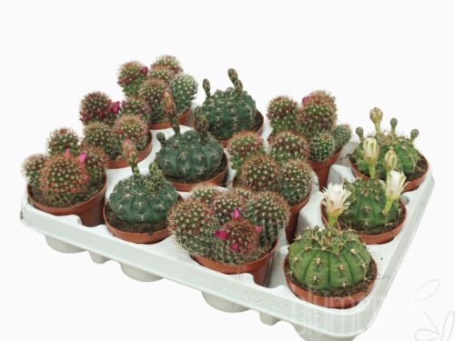 Cactus blühend gemischt