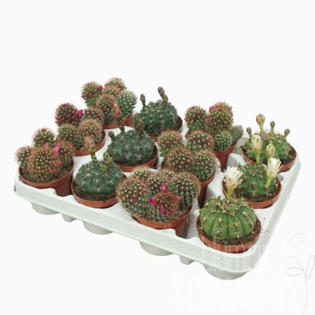 Cactus blühend gemischt