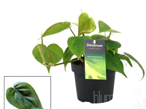 Philodendron scandens