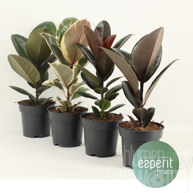 Ficus elastica sonstig