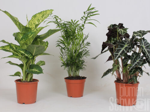 Zimmerpflanzen gemischt sonstig Mix