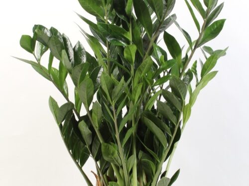 Zamioculcas zamiifolia
