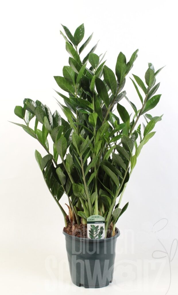 Zamioculcas zamiifolia
