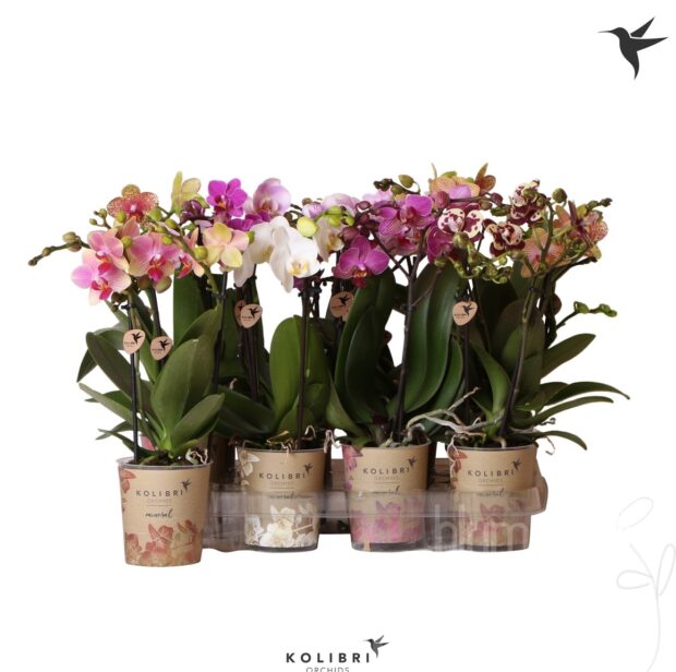 Phalaenopsis gemischt Kolibri