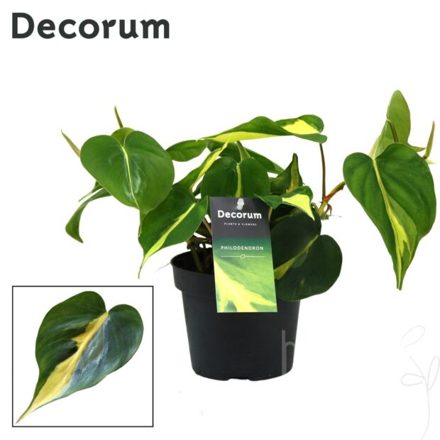 Philodendron scandens -Brasil-