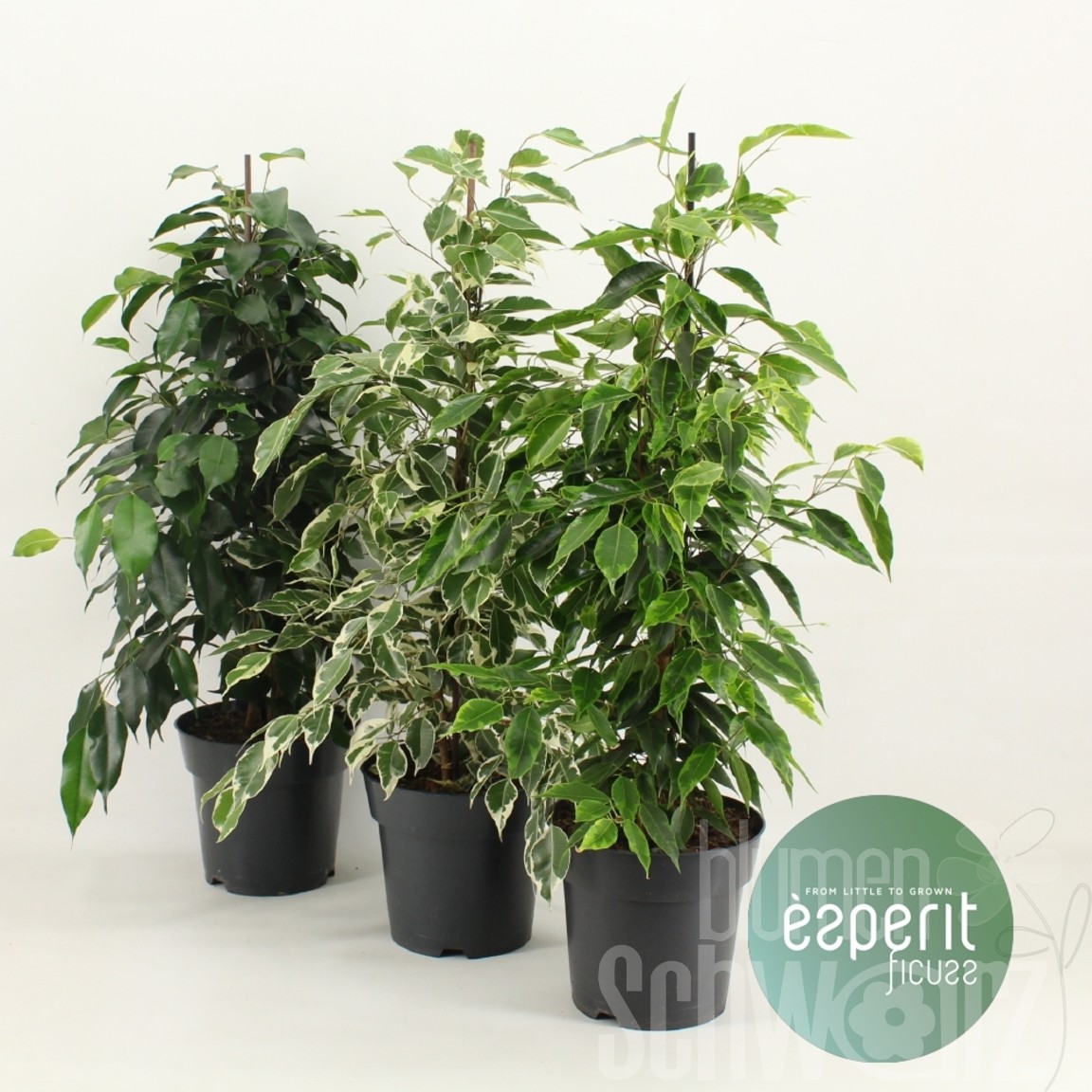 Ficus benjamina gemischt Blumen Schwarz