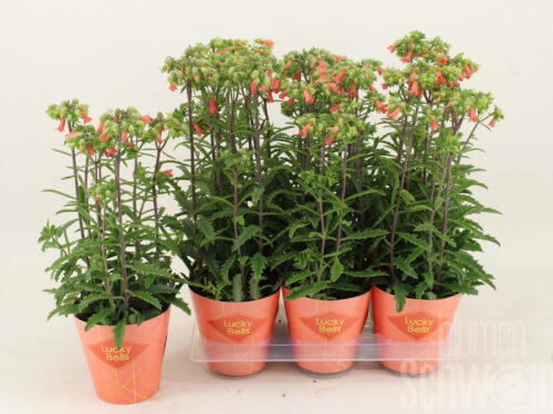 Kalanchoe -Lucky Bells-