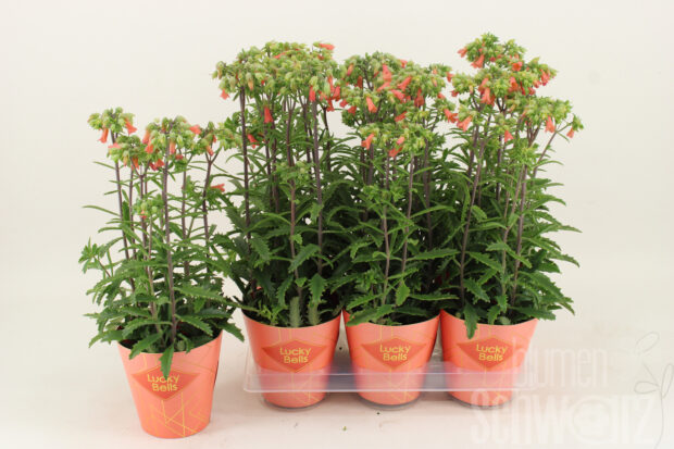 Kalanchoe -Lucky Bells-