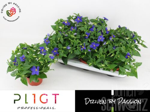 Exacum trin Sapphire