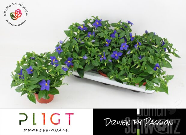 Exacum trin Sapphire