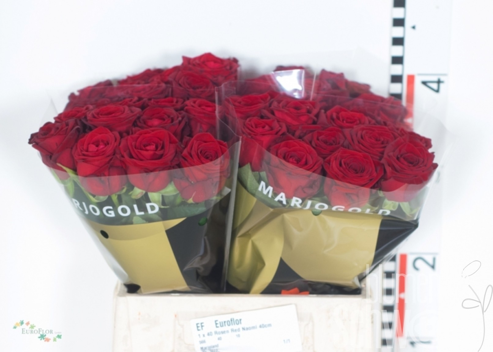 Rosen Red Naomi 40 cm Marjoland Bund enthält 10