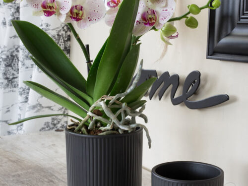 Orchideentopf Stripe 10.5x11cm