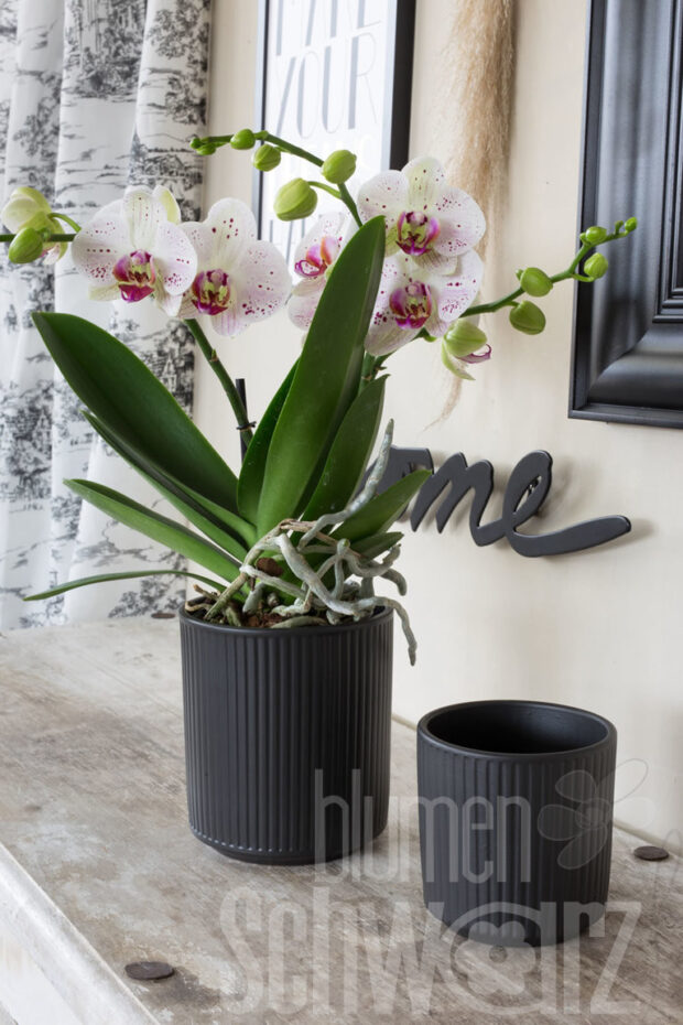 Orchideentopf Stripe 12.5x15cm
