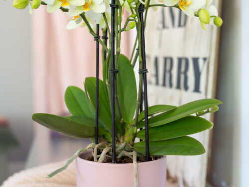 Orchideentopf 13x15cm