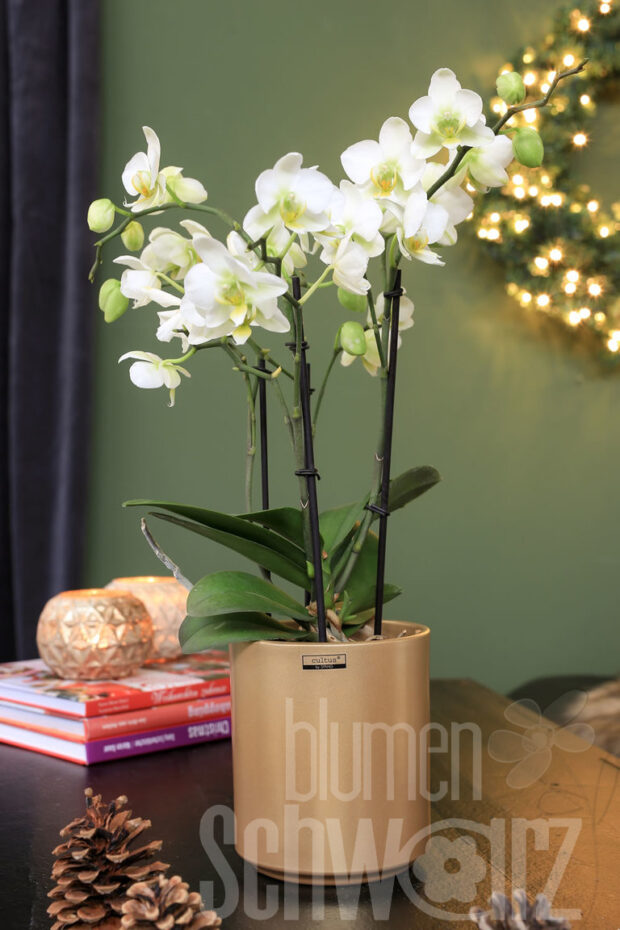 Orchideentopf zylindr. 10.5x11cm