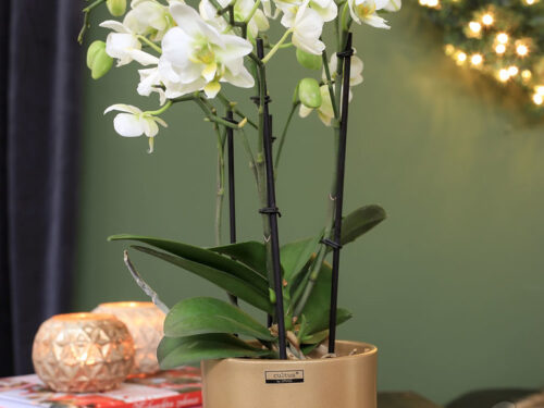Orchideentopf zylindr. 12.5x15cm