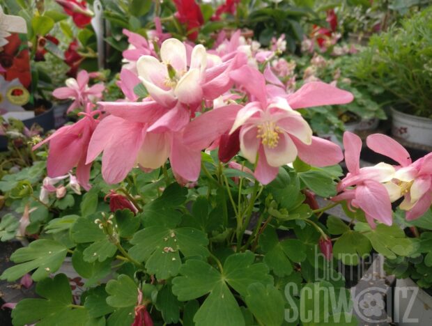 Aquilegia fl. -rose and white-, Zwerg-Akelei rosa und weiß