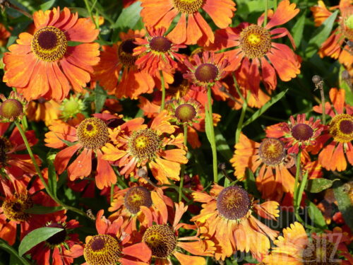 Helenium Helias Copper, braune Sonnenbraut
