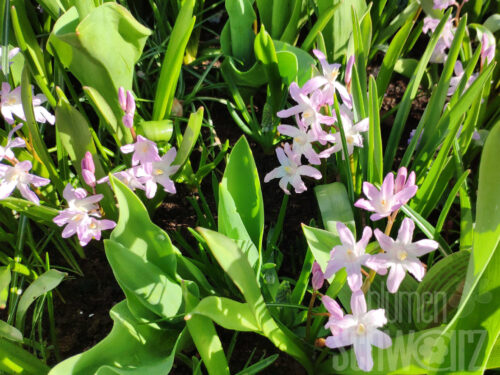 Chionodoxa Pink Gigant