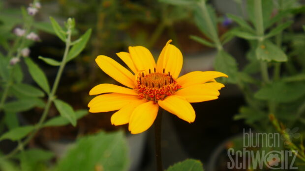 Heliopsis helianth. -Punto Rosso-, Rotgelbes Sonnenauge