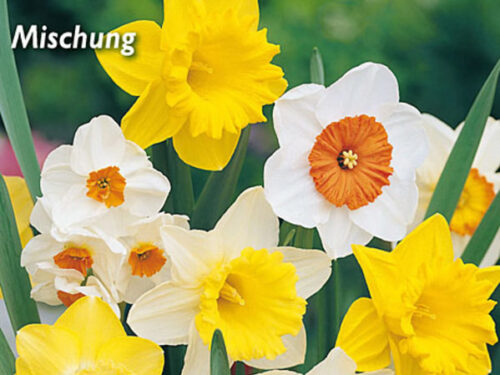 Großkronig Mischung