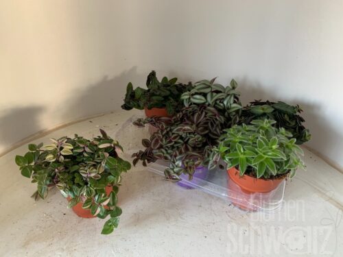 Tradescantia gemischt