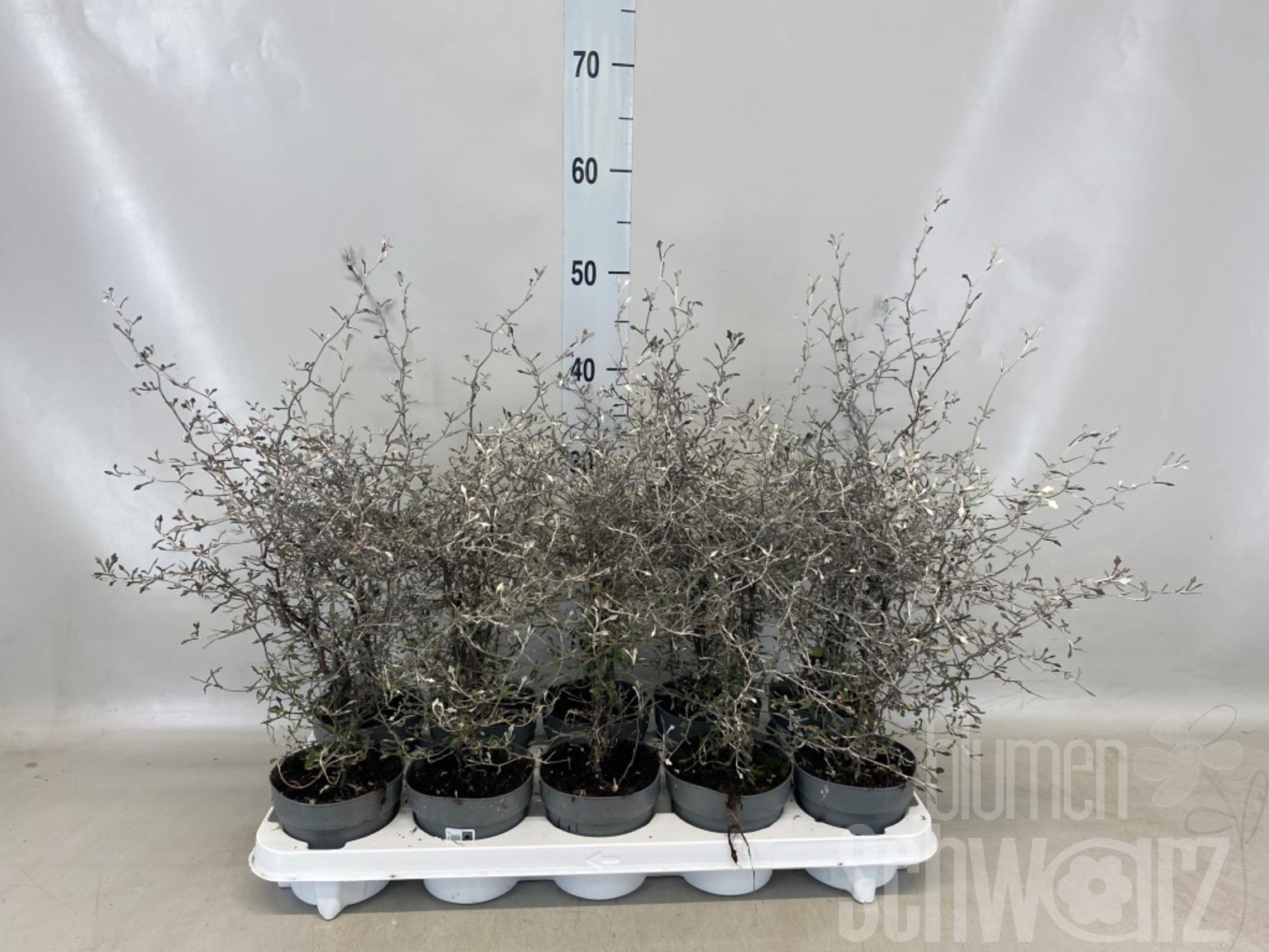 Corokia cotoneaster - Blumen Schwarz