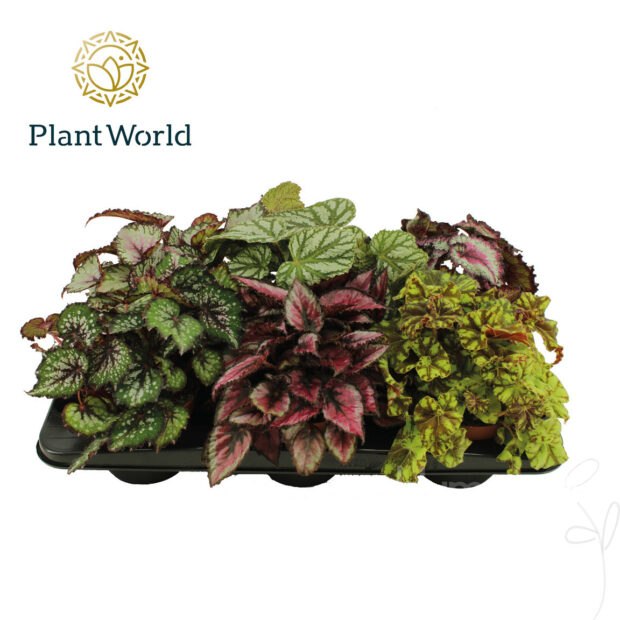 Begonia Blatt (Rex Grp) gemischt