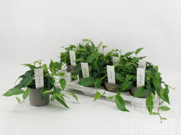 Ficus sagittata