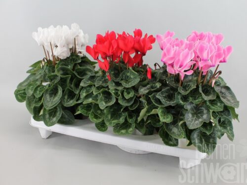 Cyclamen Super Serie XL