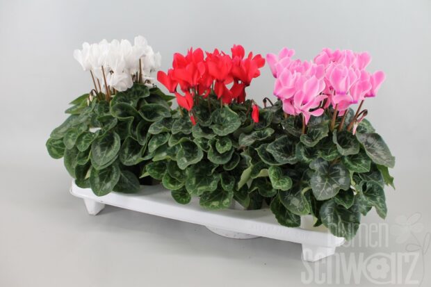 Cyclamen Super Serie XL
