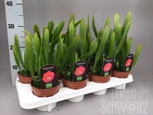 Epiphyllum