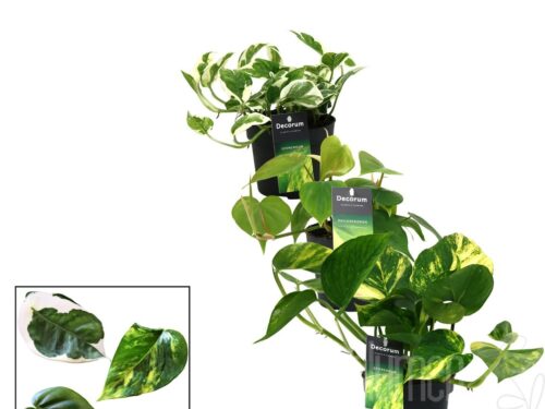 Epipremnum pinnatum gemischt