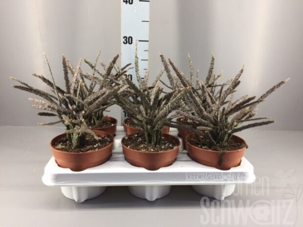 Euphorbia sonstig Platyclada