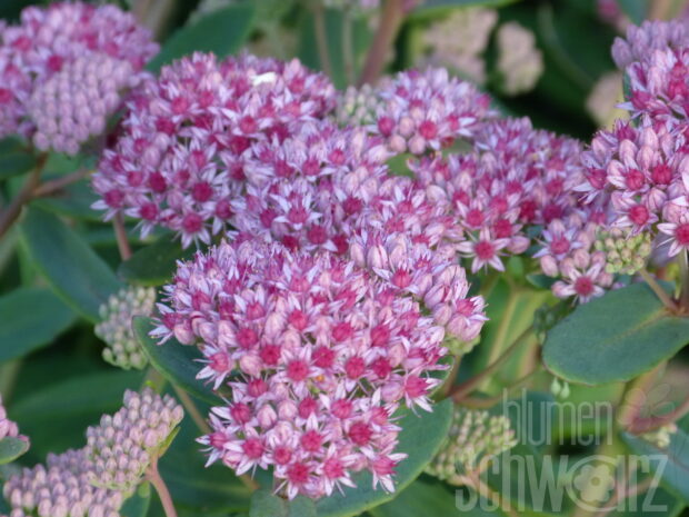 Sedum s. Carl, hohe Fetthenne