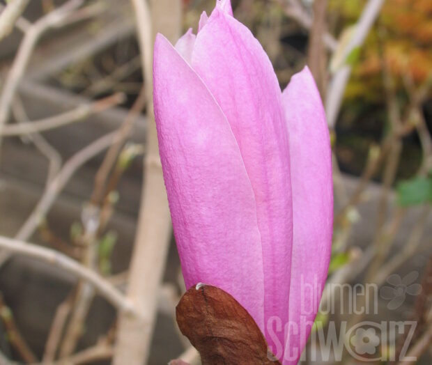 Magnolia st. -George Henry Kern-, T17, Rosa Stern-Magnolie