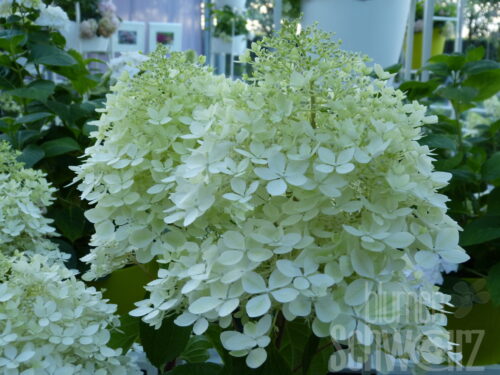 Hydrangea panic. -Silver Dollar- T17, Weiße Hecken-Rispenhortensie