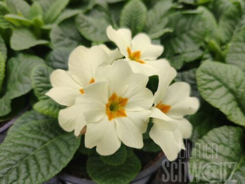 Primula acaulis Everlast