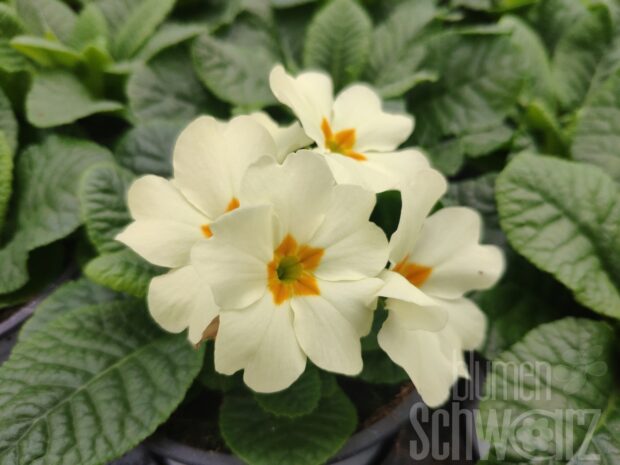 Primula acaulis Everlast