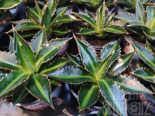 Agave lophantha, Agave