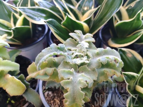 Kalanchoe Maltese Cross