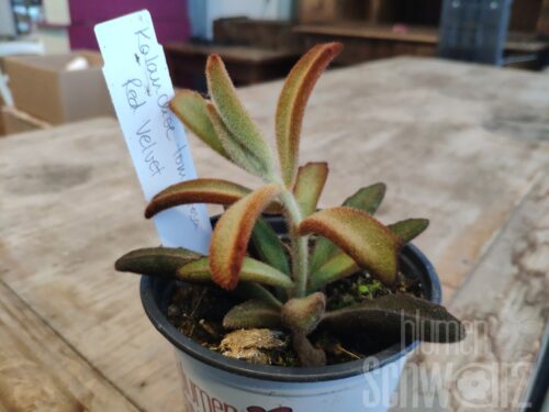 Kalanchoe Red Velvet, braunelaubige Kalanchoe