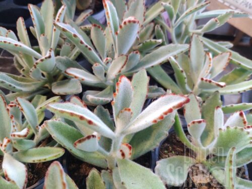 Kalanchoe Grey Compacta