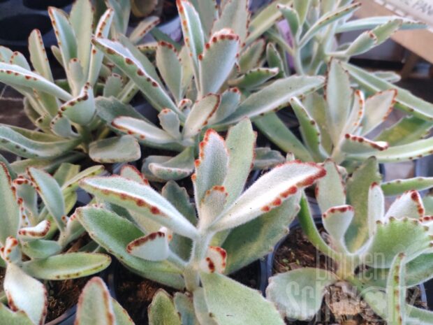 Kalanchoe Grey Compacta