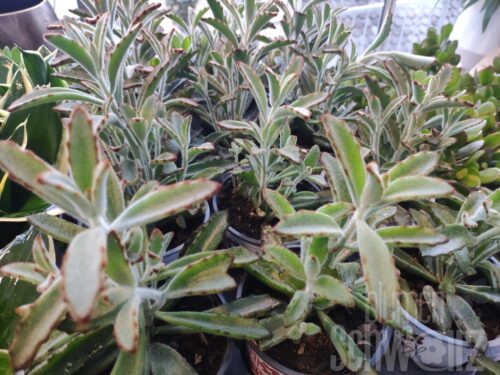 Kalanchoe Nigra