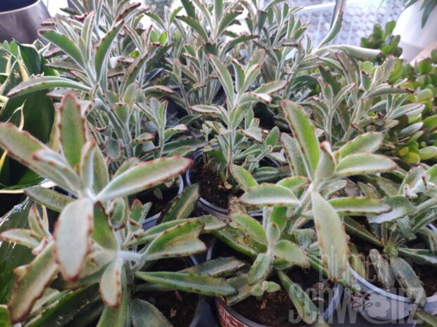Kalanchoe Nigra