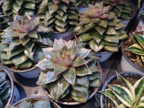 Echeveria purpusorum Dickblatt