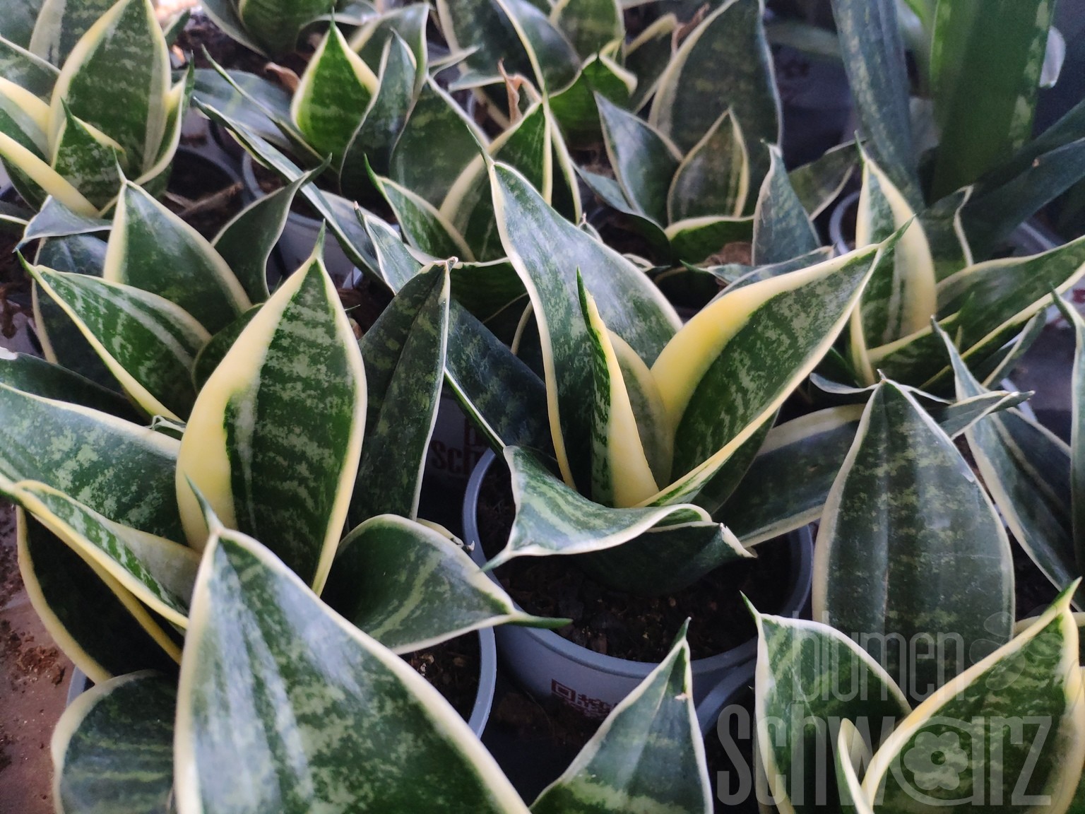 Sansevieria Marginata, Bogenhanf - Blumen Schwarz