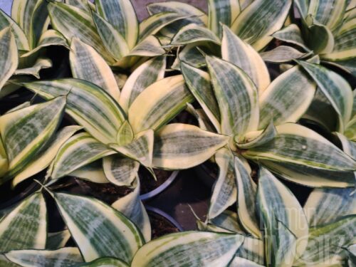 Sansevieria hahnii Gold, Bogenhanf